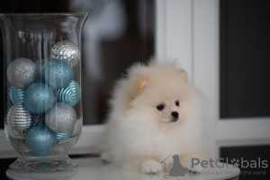 Photo №2 to announcement № 80636 for the sale of pomeranian - buy in Slovenia private announcement, from nursery, breeder