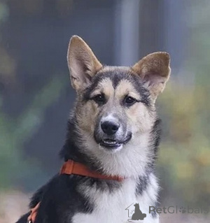 Photo №2 to announcement № 133501 for the sale of non-pedigree dogs - buy in Russian Federation private announcement