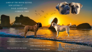 Photo №3. looking for a new home 2 Bullmastiff females born on 23.07.2024. Romania