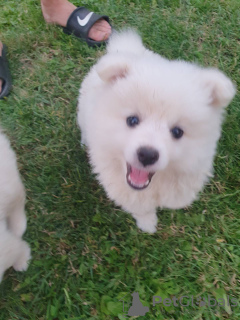 Additional photos: german spitz puppies