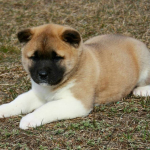 Photo №2 to announcement № 1403 for the sale of shiba inu - buy in Russian Federation from nursery