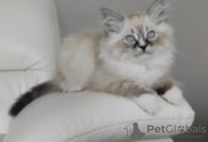 Photo №2 to announcement № 126801 for the sale of ragdoll - buy in Germany private announcement