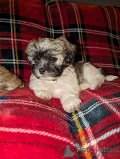 Photo №1. shih tzu - for sale in the city of Montreal | 500$ | Announcement № 103606