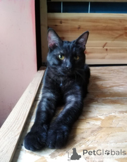 Photo №4. I will sell  in the city of Moscow river.  - price - Is free