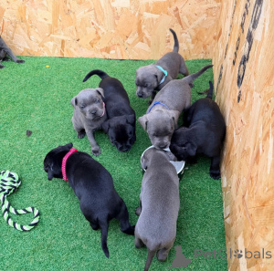 Photo №1. american staffordshire terrier - for sale in the city of Bayerbach | 361$ | Announcement № 178878