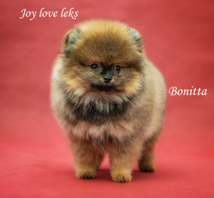Photo №1. pomeranian - for sale in the city of Kazan | Negotiated | Announcement № 4236