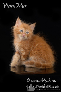 Photo №2 to announcement № 68530 for the sale of siberian cat - buy in Russian Federation from nursery
