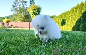 Photo №3. Pomeranian Puppies,. Germany