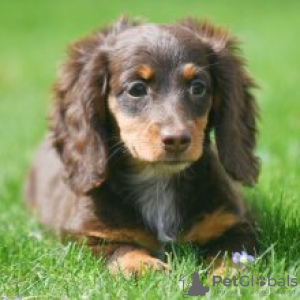 Photo №1. dachshund - for sale in the city of Berlin | 275$ | Announcement № 101184