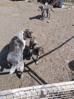 Photo №1. german wirehaired pointer - for sale in the city of Ramenskoye | 133$ | Announcement № 10250