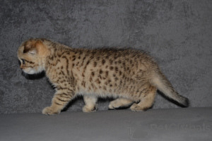 Photo №2 to announcement № 33395 for the sale of highland-straights - buy in Lithuania from nursery