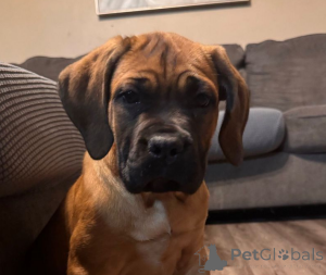 Photo №1. cane corso - for sale in the city of Stockholm | 659$ | Announcement № 138380