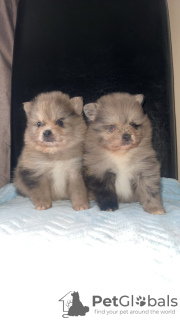 Photo №2 to announcement № 131718 for the sale of pomeranian - buy in Germany private announcement