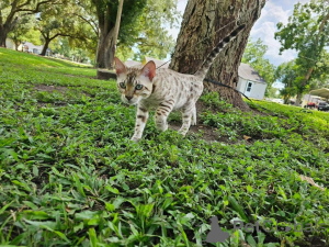 Photo №2 to announcement № 153251 for the sale of bengal cat - buy in Sweden private announcement