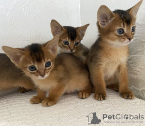 Additional photos: Abyssinian kittens