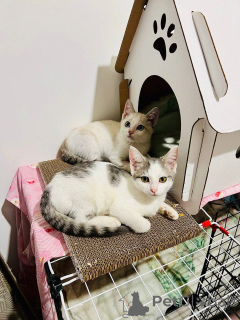 Photo №2 to announcement № 145400 for the sale of  - buy in Russian Federation 