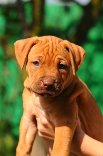 Photo №3. Pit bull puppies, rednose females, male. Ukraine