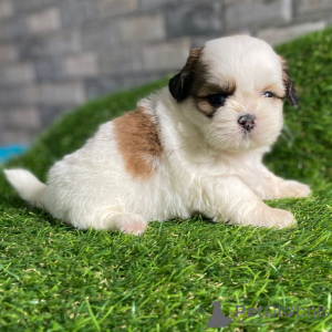 Photo №1. shih tzu - for sale in the city of Fredericksborg | negotiated | Announcement № 168256