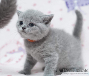 Photo №2 to announcement № 50789 for the sale of british shorthair - buy in United States private announcement