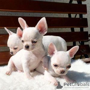 Photo №1. chihuahua - for sale in the city of Wyoming | 300$ | Announcement № 36315