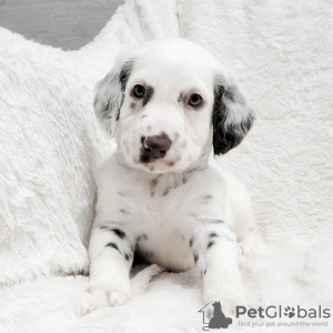 Photo №4. I will sell dalmatian dog in the city of Berlin. private announcement - price - 400$