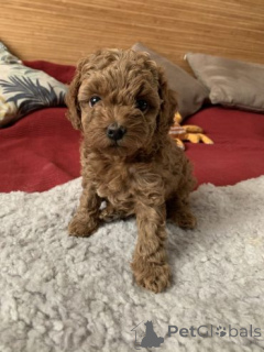 Photo №1. poodle (toy) - for sale in the city of Jurbarkas | negotiated | Announcement № 159877