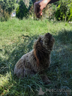 Additional photos: Purebred Lagotto Romagnolo Puppies