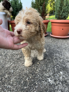 Photo №2 to announcement № 62693 for the sale of lagotto romagnolo - buy in Serbia private announcement