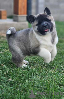 Photo №1. american akita - for sale in the city of Berlin | 740$ | Announcement № 95343