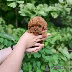 Photo №4. I will sell poodle (toy) in the city of Giesen. breeder - price - 250$