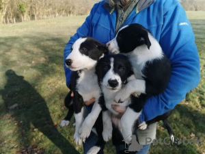 Photo №1. border collie - for sale in the city of Münster | negotiated | Announcement № 82391