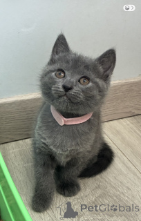 Photo №3. Chartreux kittens available adorable on site. Belgium