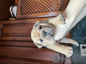 Photo №2 to announcement № 93019 for the sale of english bulldog - buy in Belarus private announcement