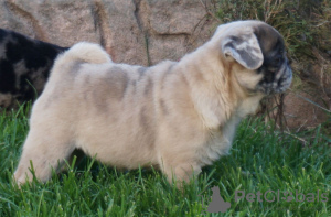 Photo №3. Pale blue girl looking for a home. Romania