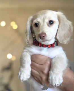 Photo №2 to announcement № 165207 for the sale of dachshund - buy in Netherlands breeder