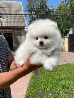 Photo №3. Pomeranian puppies. Finland