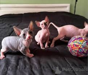 Photo №1. sphynx cat - for sale in the city of Helsinki | 516$ | Announcement № 166336