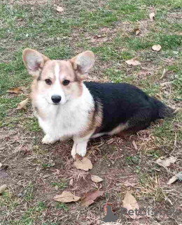 Photo №1. welsh corgi - for sale in the city of Belgrade | negotiated | Announcement № 126291