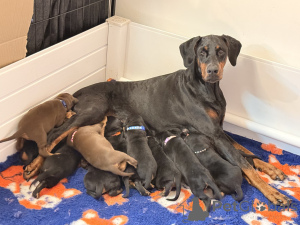 Photo №2 to announcement № 168933 for the sale of dobermann - buy in Finland 