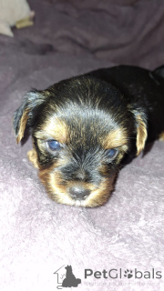 Photo №3. Миниатюрные Йорки. Latvia