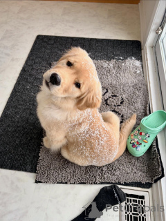 Photo №2 to announcement № 163715 for the sale of golden retriever - buy in Belgium breeder