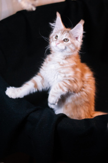 Photo №4. I will sell maine coon in the city of Minsk. from nursery - price - 310$