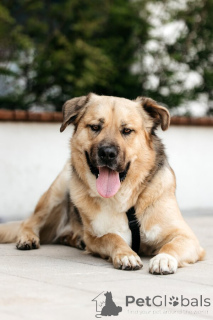 Photo №1. non-pedigree dogs - for sale in the city of Moscow river | Is free | Announcement № 154082