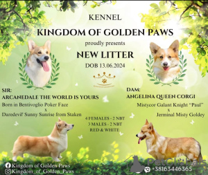 Additional photos: Welsh Corgi Pembroke puppies for sale