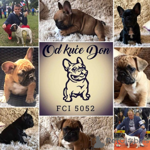 Photo №1. french bulldog - for sale in the city of Surčin | negotiated | Announcement № 71436