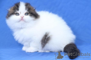 Photo №3. Fabulous Scottish Fold kittens, chipped, litter trained etc. Finland