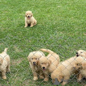 Photo №1. golden retriever - for sale in the city of Кубань | 355$ | Announcement № 13067