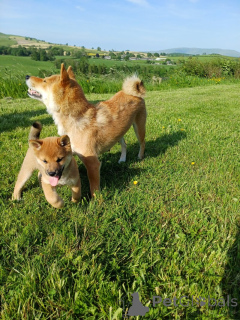 Photo №1. shiba inu - for sale in the city of Yding | negotiated | Announcement № 169929