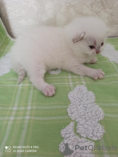 Photo №3. Silver British chinchilla kitten. Russian Federation