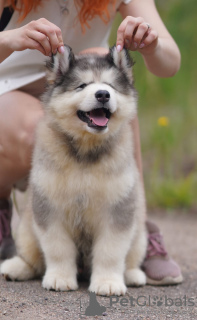 Additional photos: Alaskan Malamute puppies